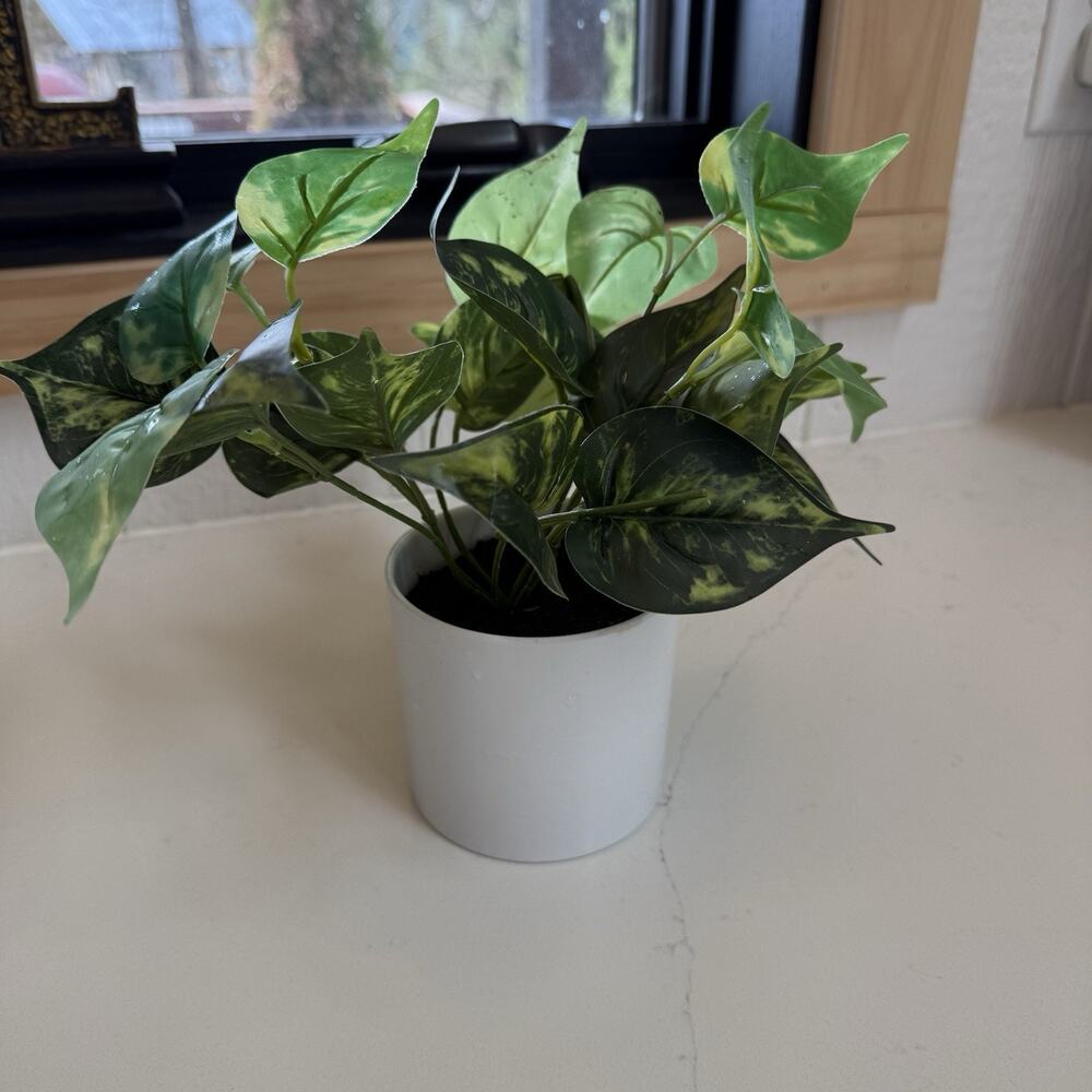 Artificial Pothos Plant in 3-1/2" White Pot Home‎ Decor Looks Real